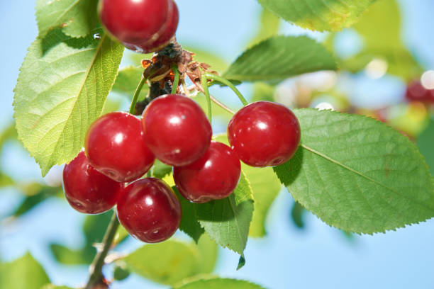 istock Many bright red cherries on the branch 1360400585