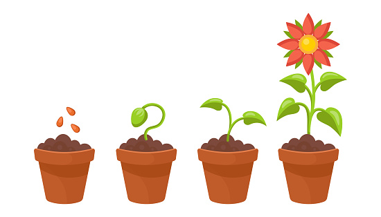 Flower growth stages set. Vector illustrations of sowing plant in soil in spring. Cartoon plant life cycle, phases from seed to sprout and bloom isolated on white. Cultivation, evolution concept