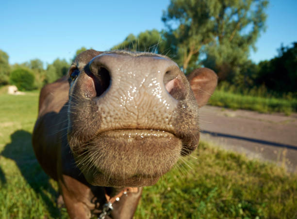 istock Close-up photo of cow's nose 1360401258