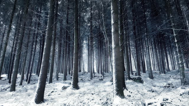 Moving through snow-covered dense forest
