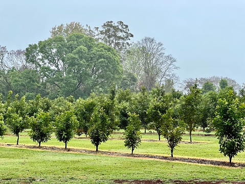 oil palm trees in oil palm smallholder plantations