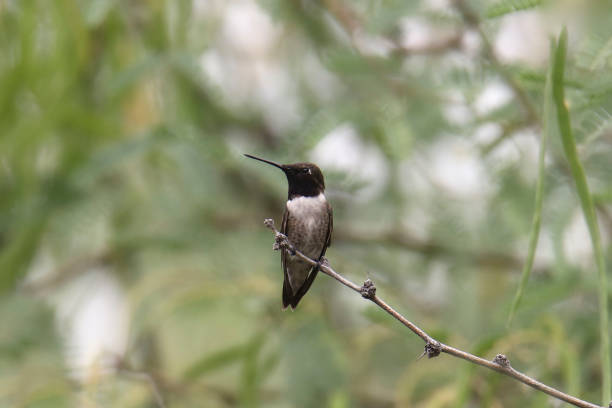 istock Black-chinned Hummingbird (male) (archilochus alexndri) 1360403170