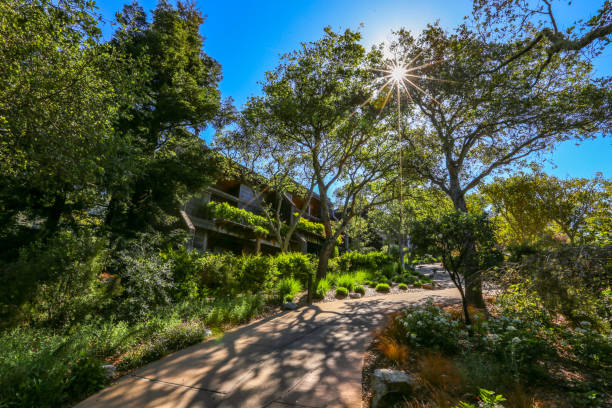 istock Live oak in Big Sur, California 1360403938