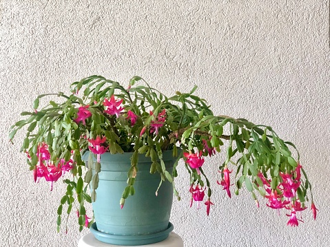 Pink flowering schlumbergera truncata in front of white background