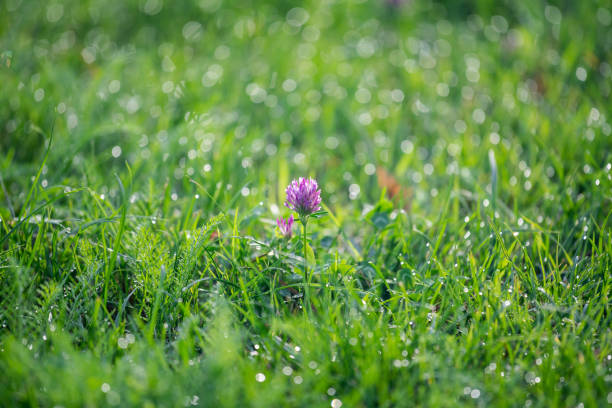 istock green grass with dew drops under the morning sun, close up, blurry background 1360404230