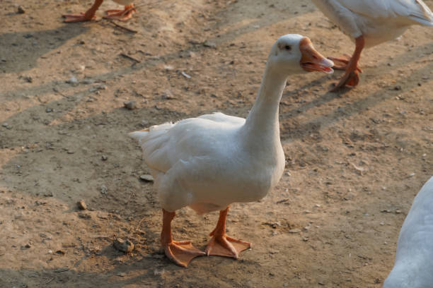 istock Indian Swan images Beautiful image 1360404408