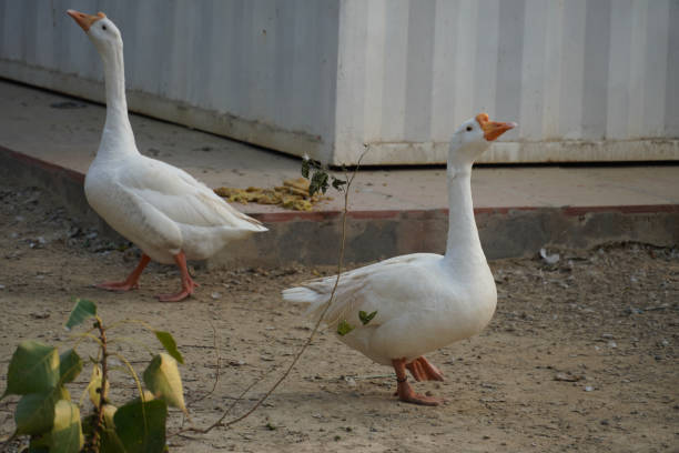 istock Image of a swan HD 1360404442