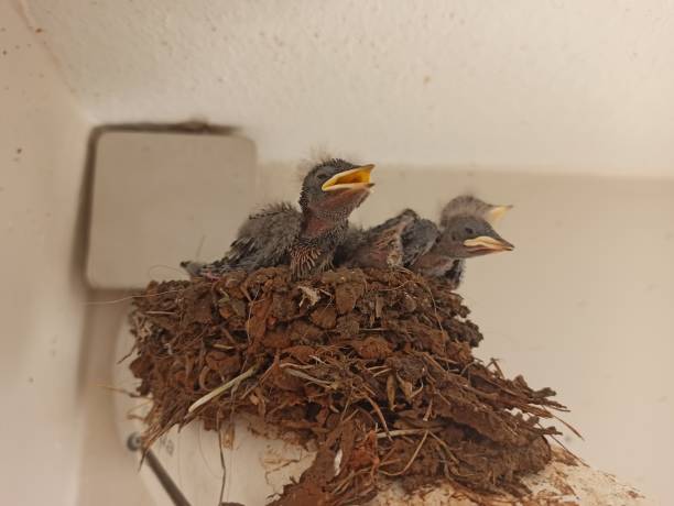 istock Small baby birds and hot nest 1360404552