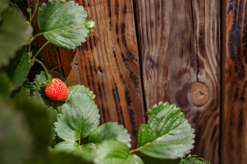 Madrid Spain. August 17, 2021 strawberry plant next to wooden fence