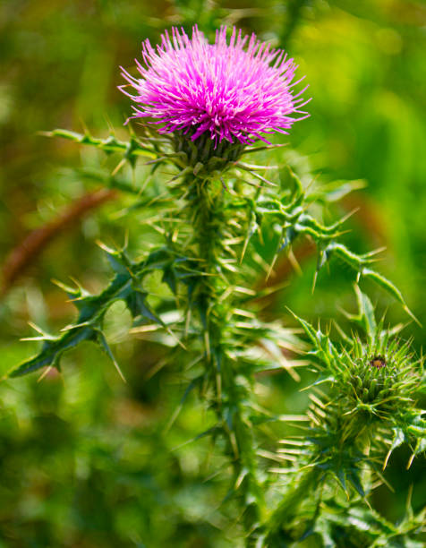 istock milk thistle flower on a green background 1360407347
