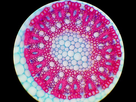 Histological preparation of the root of an orchid (cross section of central cylinder)