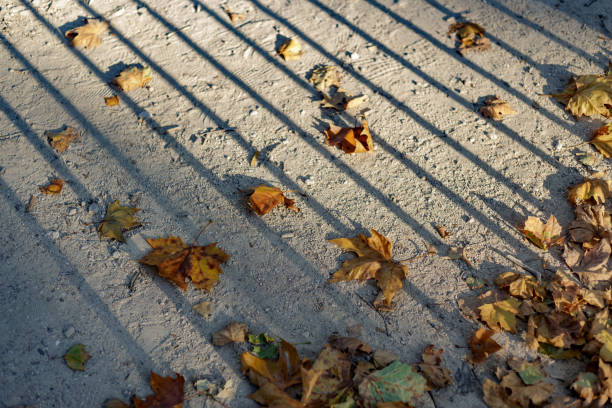 Madrid Spain. August 19, 2021. ground dry leaves at sunset