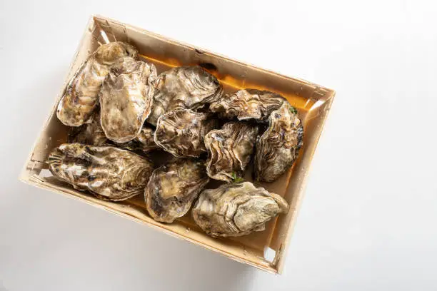Twelve oysters in a wooden sale box fresh from the fish market on a white background, high angle view from above, selected focus