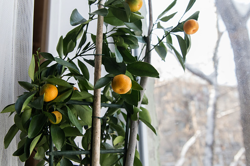 Mandarin calamondin bush indoor plant on the windowsill