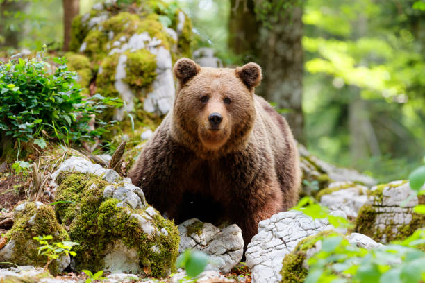 istock Brown bear searching for food 1360410479