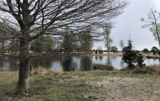 istock dutch nature in winter with sand and trees 1360410581