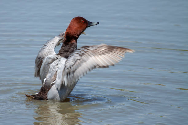 European porron duck in a lagoon with outstretched wings.
