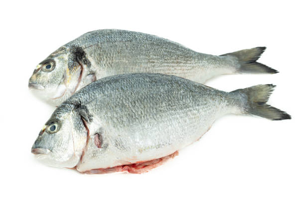 istock Sparus aurata. Two gilthead seabream isolated on white background. Raw fish. Top view. Copy space. 1360411487