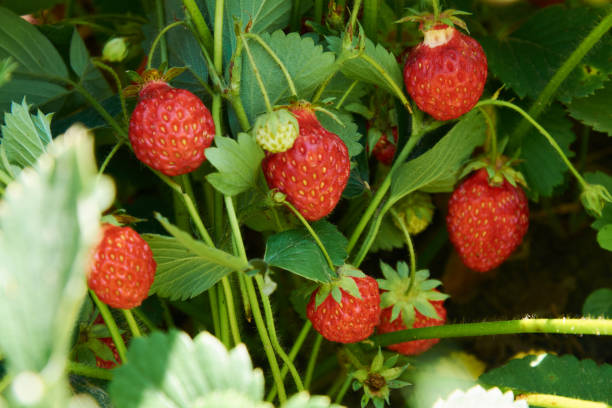 istock Bush of strawberry with many red berries 1360411622