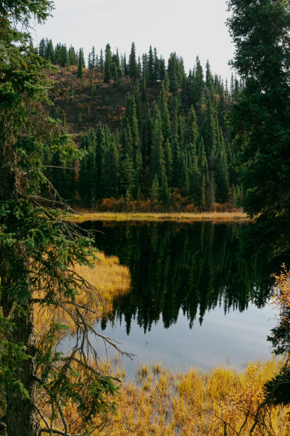 istock Reflecting Pond in Denali National Park 1360412460