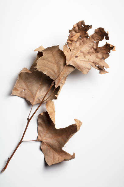 istock Texture of yellow autumn leaf isolated on a white background 1360412698