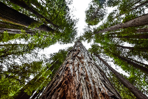 Looking straight up a Redwood at Redwood National Park