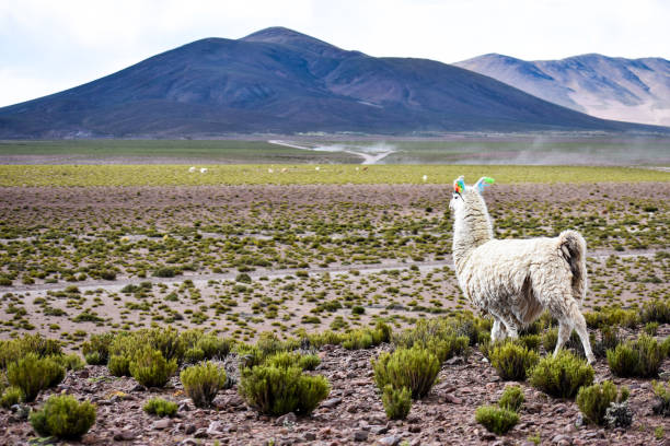 Llama in Bolivia stock photo