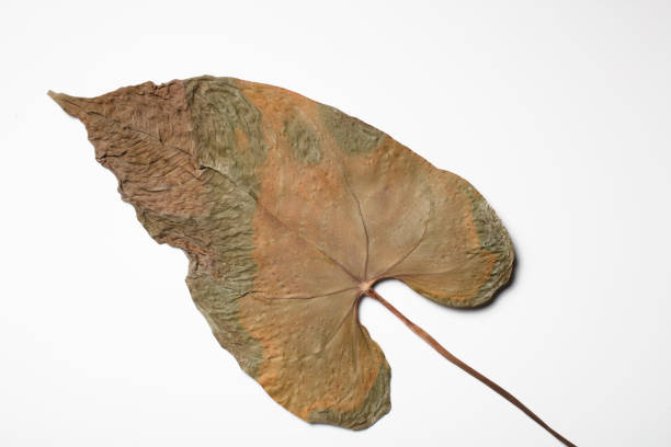 istock Texture of yellow autumn leaf isolated on a white background 1360413809