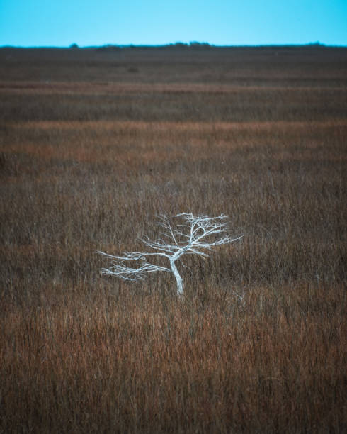 Desolate tree in the Everglades stock photo