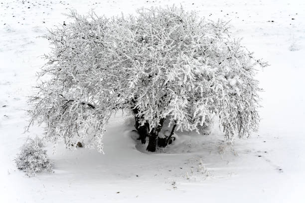 A tree bent under the weight of snow. Trees in white and lush frost. A Christmas Tale A tree bent under the weight of snow. Trees in white and lush frost. A Christmas Tale. Fabulous winter forest
