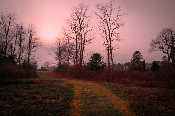 Moody woodland landscape in Falmouth, Massachusetts
