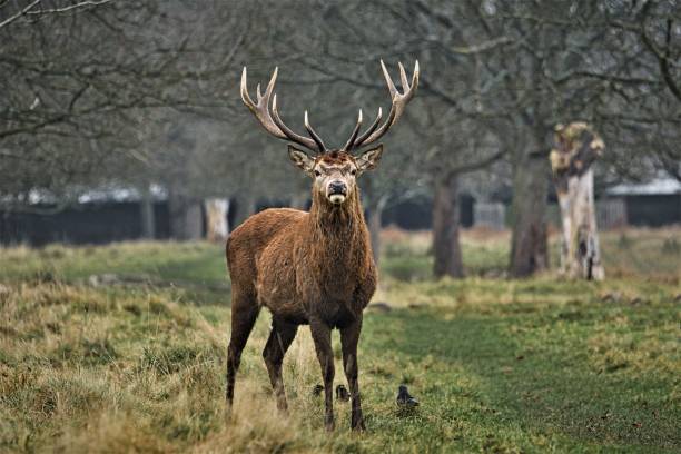 istock Lone male red deer stag displaying 1360415454