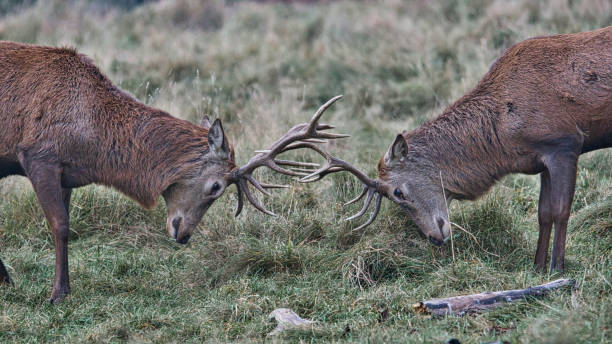 istock Two rutting male red deer stags with locked antlers 1360415550