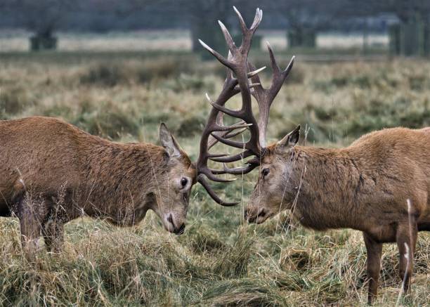 Two rutting male red deer stags with locked antlers