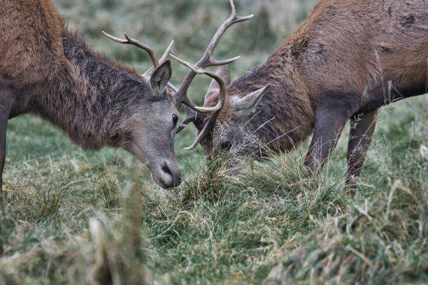 istock Two rutting male red deer stags with locked antlers 1360415561
