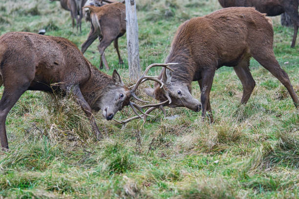 istock Two rutting male red deer stags with locked antlers 1360415563