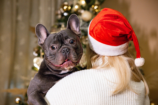 Rear view of young Caucasian, enjoys the Christmas holidays with her cute French Bulldog