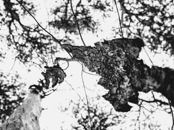 Silhouette of a tree during dry season