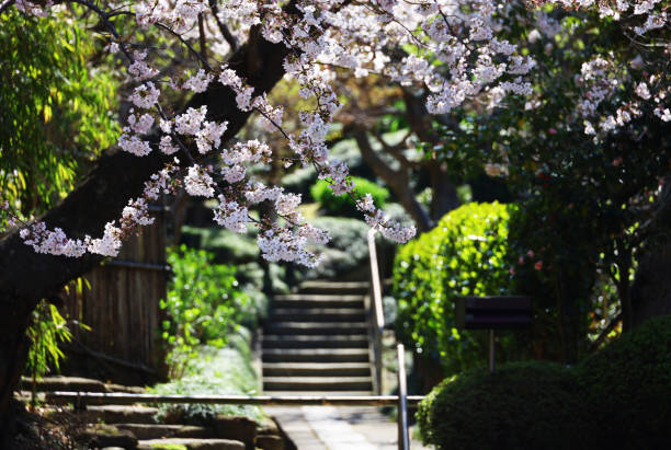 paysage de kamakura, l’ancienne capitale du japon où fleurissent les cerisiers en fleurs - kamakura photos et images de collection