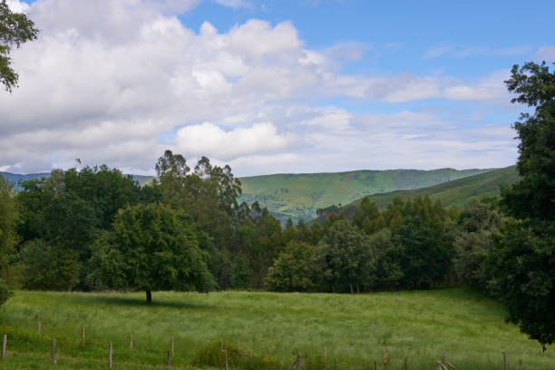 istock A meadow of green grass used for cattle grazing. 1360419037