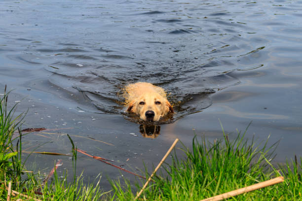 istock Cute labrador retriever puppy swimming in a river 1360420000