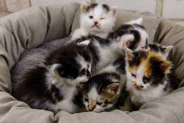 istock Little kittens sitting in a cat bed 1360420283