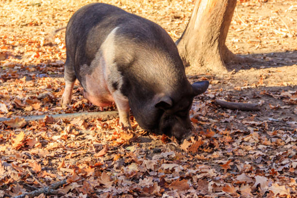 istock Big pig walking on the farmyard 1360420652