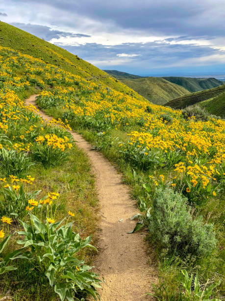 Mountain biking trail in the foothills above Boise, Idaho Boise foothills in the spring balsam root stock pictures, royalty-free photos & images