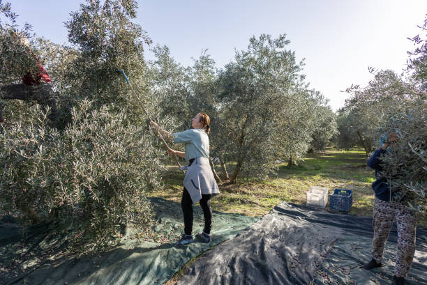Women farmers picking olives. stock photo