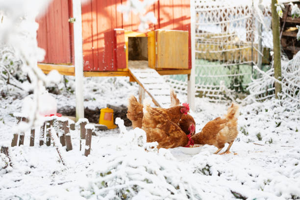 istock Group of free range chicken picking food in winter after snowfall 1360423669