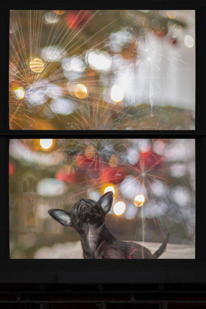 istock little dog looks out the window 1360426138