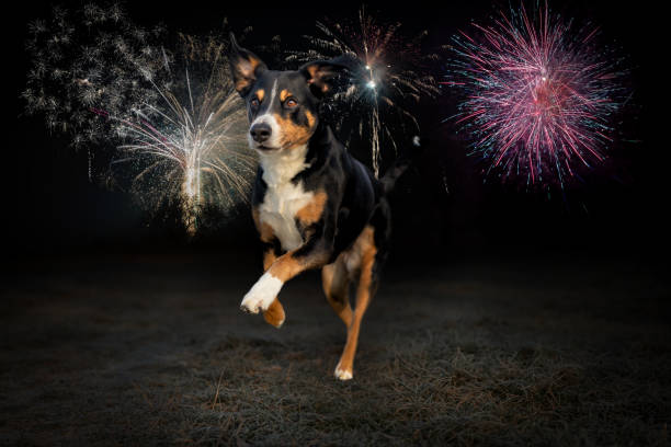 istock Happy new year dog running fireworks background 1360426153