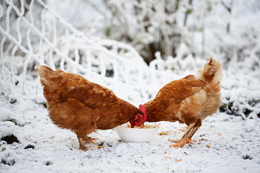 A group of brown free range chicken is pecking food in snow covered yard at a cold winter day