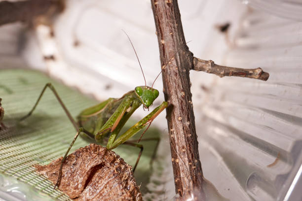 istock Ordinary  mantis (lat. Mantis Religiosa) is waiting for prey to appear close for a throw 1360426354